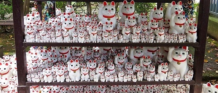 Thousand of cat stuffed animals